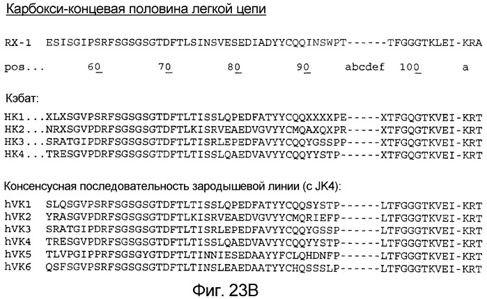 Не мышиное анти-m-csf-антитело (варианты), его получение и использование (патент 2401277)