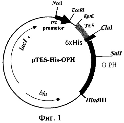 Рекомбинантная плазмидная днк ptes-his-oph, кодирующая полипептид со свойствами органофосфатгидролазы, и штамм бактерий e.coli - продуцент полипептида со свойствами органофосфатгидролазы (патент 2255975)
