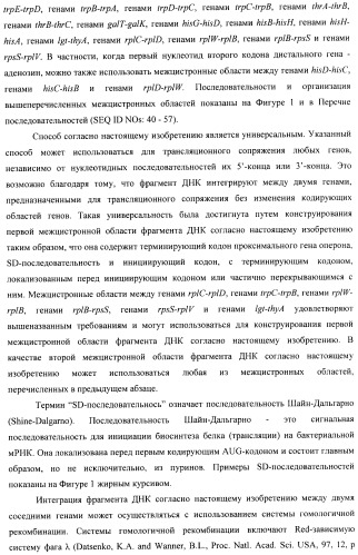 Способ конструирования оперонов, содержащих трансляционно сопряженные гены (патент 2411292)