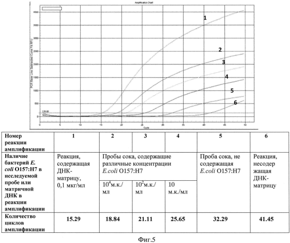 Способ определения наличия бактерий escherichia coli o157:h7 в биологических и пищевых образцах на основе иммунодетекции, сопряженной с полимеразной цепной реакцией (патент 2569196)