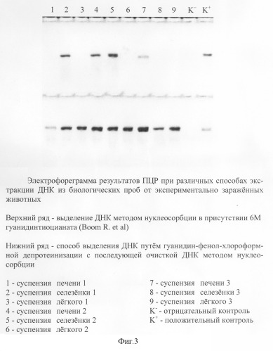 Способ выделения днк coccidioides immitis для проведения полимеразной цепной реакции (патент 2295569)