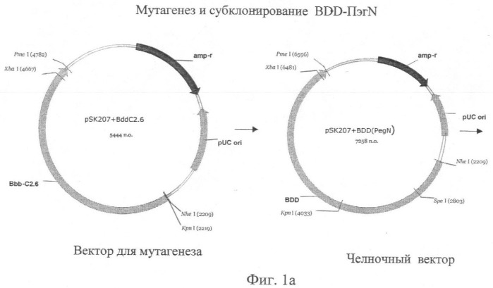 Сайт-направленная модификация fviii (патент 2423380)