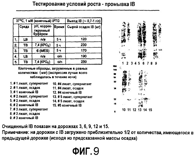 Гликопэгилированный гранулоцитарный колониестимулирующий фактор (патент 2400490)