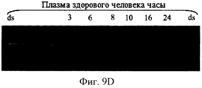 Модуляция экспрессии hsp47 (патент 2575056)