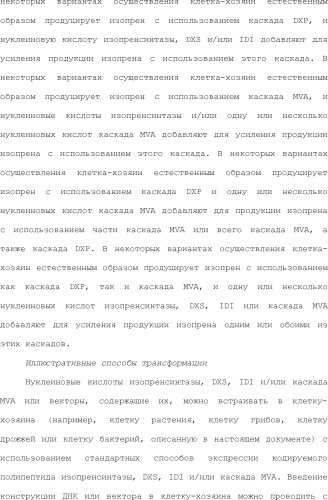 Полимеры изопрена из возобновляемых источников (патент 2505605)