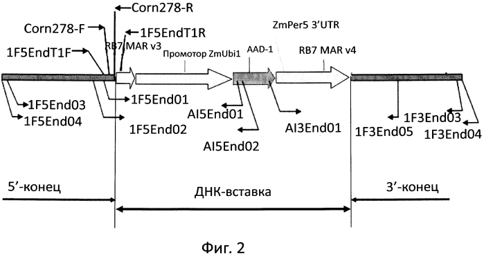 Детекция aad-1 объекта das-40278-9 (патент 2577143)