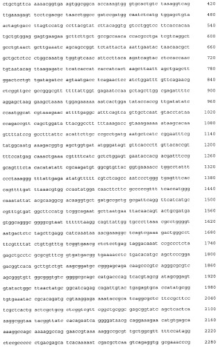 Плазмидный вектор pe-lc-ltp, штамм бактерии escherichia coli для экспрессии липид-транспортирующих белков чечевицы lens culinaris и способ получения указанных белков (патент 2415940)