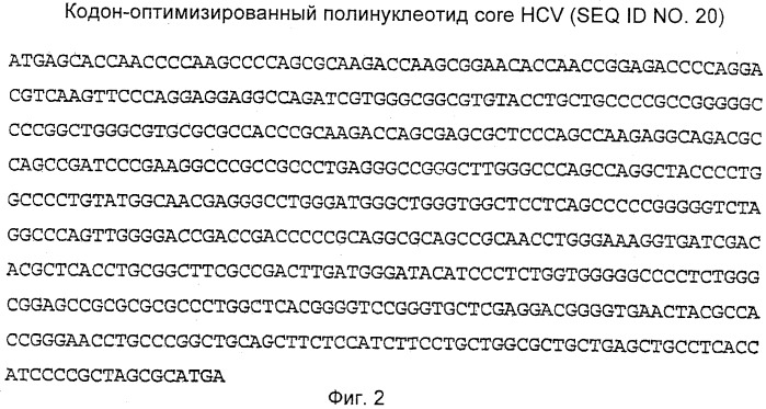 Вакцина против hcv (патент 2323744)