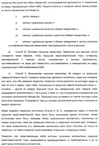 Улучшенная трансформация сои (патент 2389797)