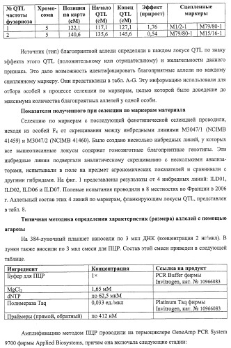 Новые растения кукурузы (патент 2423528)