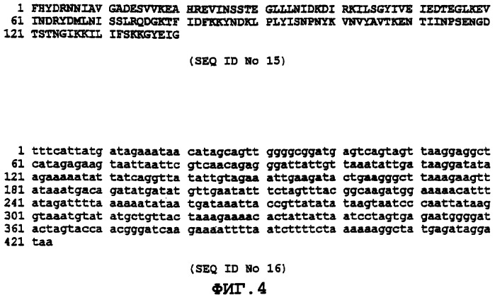 Иммуногенный полипептид, вызывающий защитный иммунный ответ против bacillus anthracis (варианты), способ его получения, нуклеиновая кислота, кодирующая его, вектор для экспрессии (варианты), способ и вакцина для предупреждения инфекции, вызванной bacillus anthracis (патент 2270865)