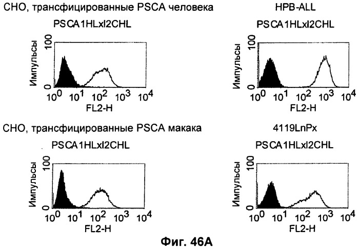 Pscaxcd3, cd19xcd3, c-metxcd3, эндосиалинxcd3, epcamxcd3, igf-1rxcd3 или fap-альфаxcd3 биспецифическое одноцепочечное антитело с межвидовой специфичностью (патент 2547600)