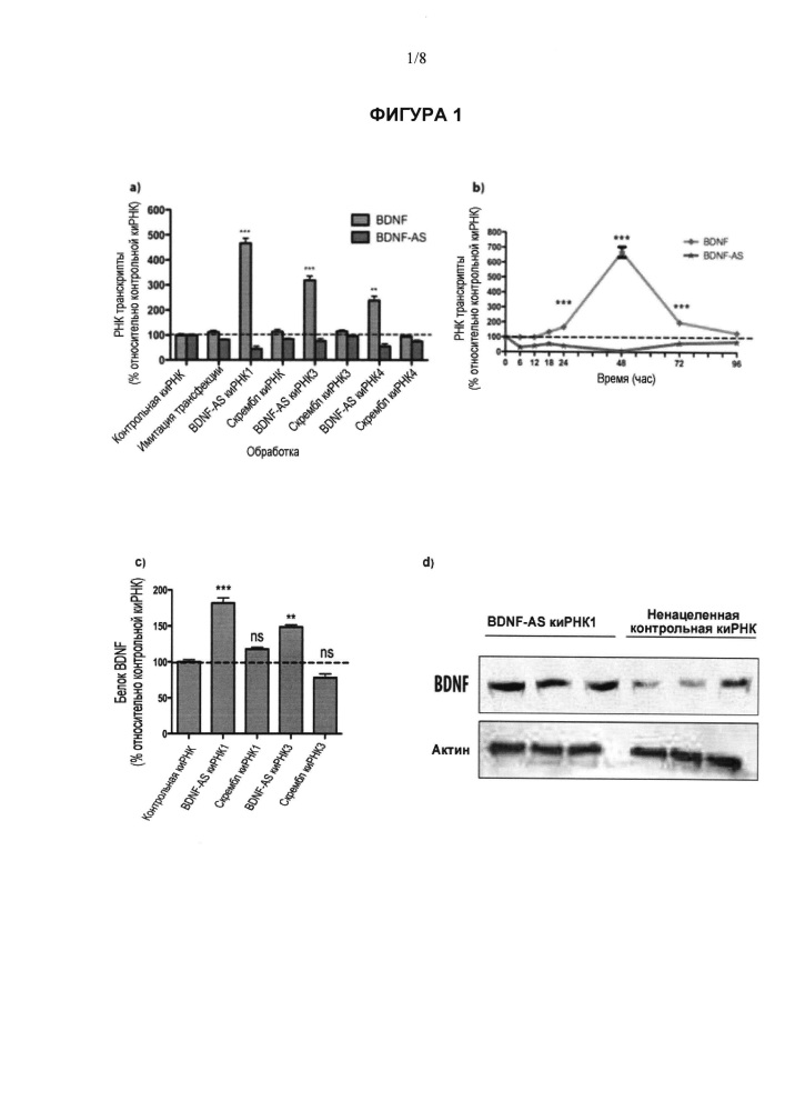 Лечение заболеваний, связанных с нейтрофическим фактором головного мозга (bdnf), путем ингибирования природного антисмыслового транскрипта bdnf (патент 2661104)
