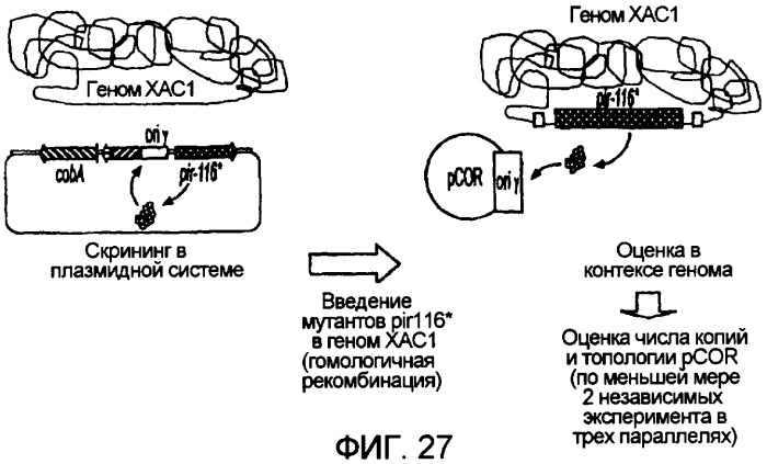 Кольцевая молекула днк, характеризующаяся зависимой от условий точкой начала репликации, способ их получения и их применение в генной терапии (патент 2307870)