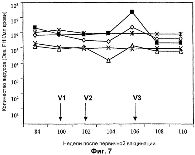 Модифицированный вариант вируса коровьей оспы ankara (патент 2290438)