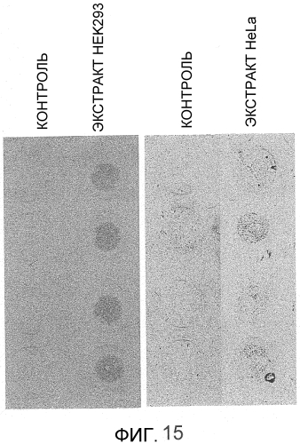 Способ сбора функциональных клеток in vivo с высокой эффективностью (патент 2571230)