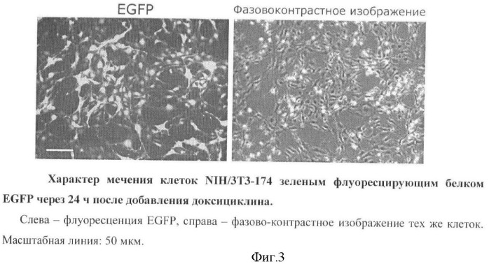 Генетически модифицированная линия фибробластов мыши nih/3т3-174 (патент 2396343)