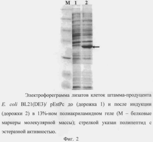 Рекомбинантная плазмидная днк pestpc, кодирующая полипептид со свойствами эстеразы psychrobacter cryohalolentis k5t, и штамм бактерий escherichia coli - продуцент полипептида со свойствами эстеразы psychrobacter cryohalolentis k5t (патент 2478708)