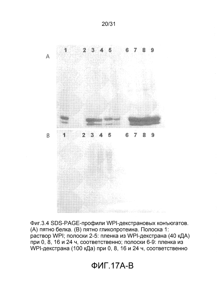 Формирование конъюгированного белка электропрядением (патент 2603794)