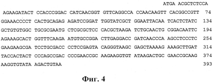 Рекомбинантная плазмидная днк pcdna4-apo-2nls2, несущая синтетический ген белка апоптина, индуцирующего p53 независимый апоптоз опухолевых клеток (патент 2541777)