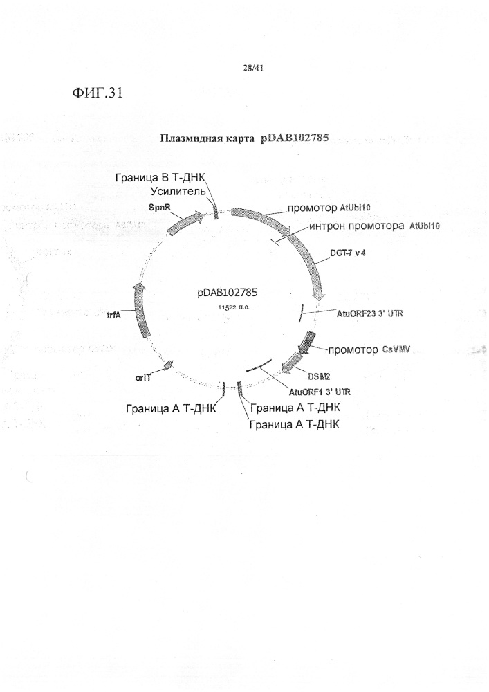 Синтетические транзитные пептиды хлоропласта из brassica (патент 2636035)