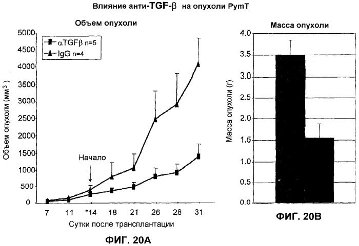 Гуманизированные анти-тфр-бета-антитела (патент 2386638)