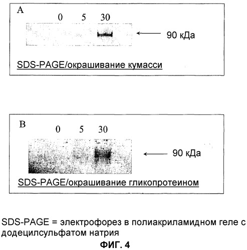 Протеин из растения pilocarpus heterophyllus - антагонист действия человеческого рилизинг-фактора гормона роста (ghrh), применение протеина для получения лекарственного средства (варианты), лекарственное средство (варианты), фармацевтическая композиция для противодействия эффектам ghrh, моноклональное антитело и способ выделения протеина (варианты) (патент 2305683)