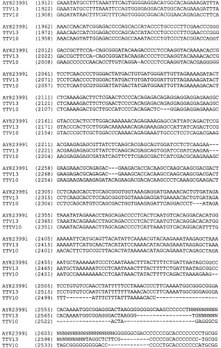 Выделенная полинуклеотидная молекула, кодирующая вирус torque teno, молекула рнк и вектор экспрессии (патент 2502801)