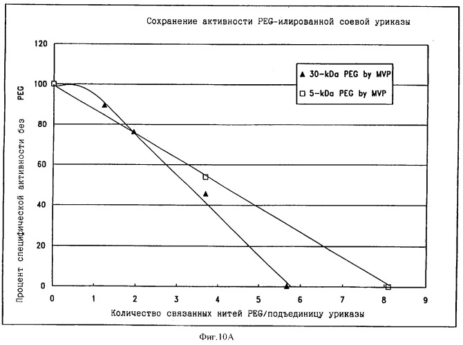 Свободная от агрегатов уратоксидаза для приготовления неиммуногенных полимерных конъюгатов (патент 2352354)