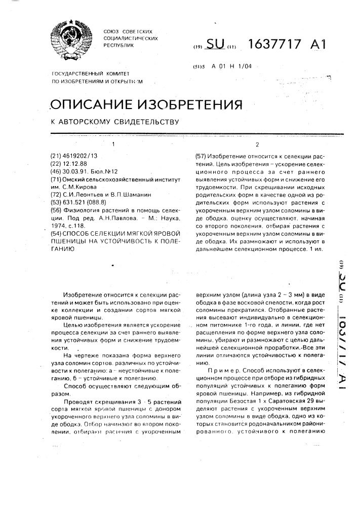 Способ селекции мягкой яровой пшеницы на устойчивость к полеганию (патент 1637717)