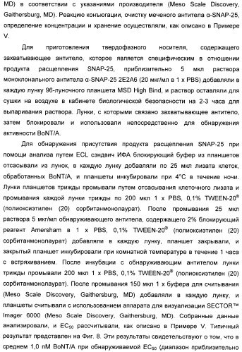 Иммунологические анализы активности ботулинического токсина серотипа а (патент 2491293)