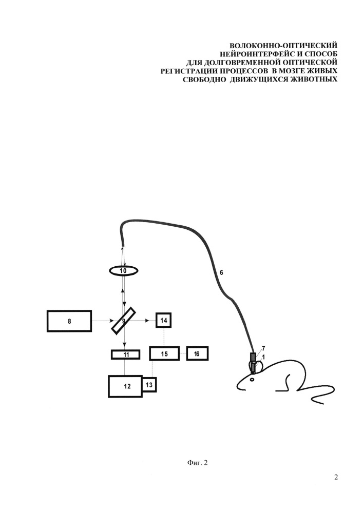Волоконно-оптический нейроинтерфейс и способ для долговременной оптической регистрации процессов в мозге живых свободно движущихся животных (патент 2637823)