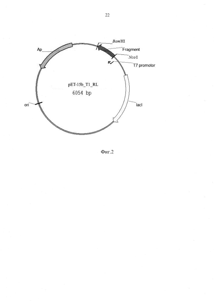 Рекомбинантная плазмидная днк pet-15b_t1_rl, обеспечивающая синтез рекомбинантного слитого белка, состоящего из опухоль-специфического пептида и противоопухолевого пептида rl2, и рекомбинантный слитый белок, обладающий цитотоксической активностью по отношению к раковым клеткам и таргетными свойствами к опухолевой ткани (патент 2619050)