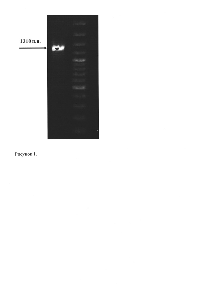 Штамм бактерий escherichia coli bl21 (de3) bpsompa-продуцент рекомбинантной плазмидной днк pbpsompa, несущей полноразмерную последовательность гена поверхностного протеина ompa/motb burkholderia pseudomallei (патент 2662958)