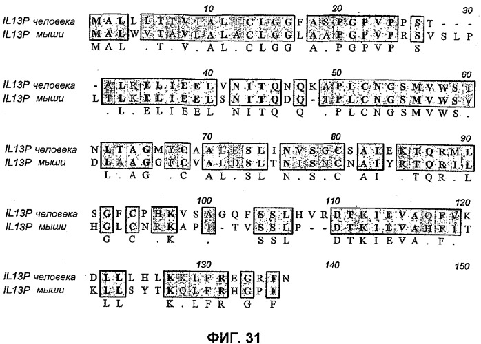 Молекулы антител человека к il-13 (патент 2387667)