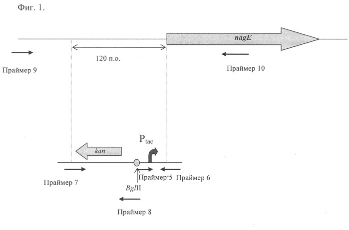 Способ получения l-аминокислот с использованием бактерии, принадлежащей к роду escherichia (патент 2312893)