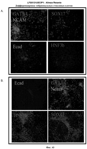 Дифференцировка эмбриональных стволовых клеток человека (патент 2465323)
