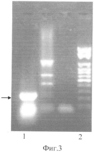 Штамм lactobacillus delbrueckii ts1-06, используемый для изготовления бактериальных препаратов и производства жидкой молочнокислой закваски в качестве продукта питания лечебно-профилактического назначения (патент 2391393)