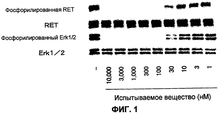 Противоопухолевое средство против рака щитовидной железы (патент 2448708)