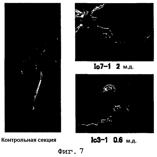 Агент для ингибирования сигнальной функции цитокинина (патент 2477046)