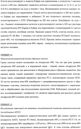 Антитела человека, обладающие активностью связывания c mn и нейтрализации клеточной адгезии (патент 2317998)