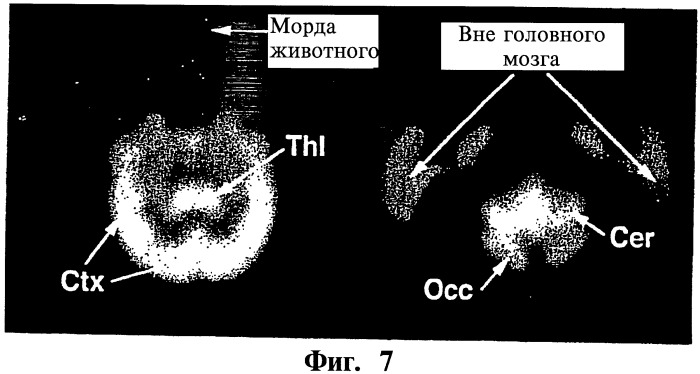 Производные бензотиазола, фармацевтическая композиция, обладающая свойством связывать амилоид, и способ детекции отложений амилоида у млекопитающего (патент 2440995)