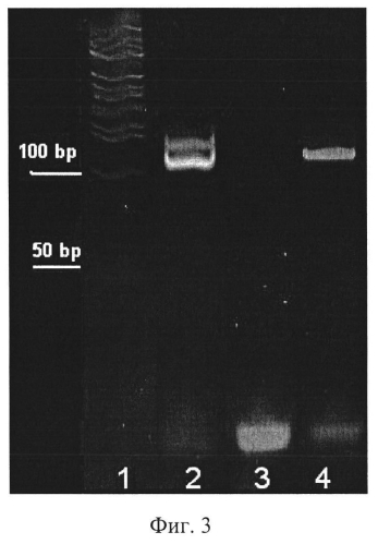 Последовательность днк, применимая в качестве зонда для обеспечения максимального соотношения "сигнал/фон" в тест-системах на основе иммуно-пцр (патент 2566550)