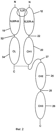Выделенный растворимый il-20 рецептор (варианты) (патент 2279441)