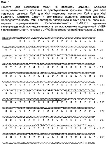 Антиген muc1 со сниженным числом повторяющихся vntr-блоков (патент 2303069)