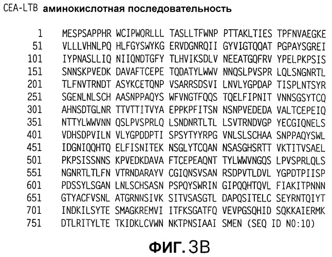 Слитые белки карциноэмбрионального антигена (патент 2380375)