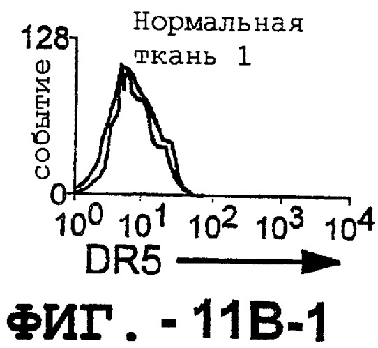 Антитело, обладающее селективностью по отношению к рецептору лиганда, индуцирующему апоптоз, ассоциированный с фактором некроза опухоли, и его использование (патент 2298013)