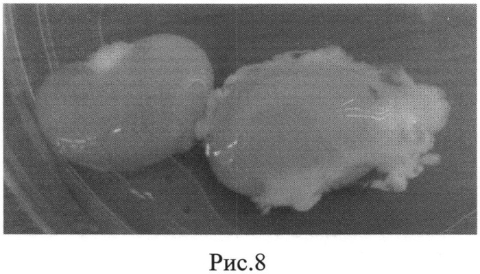 Способ получения тканеспецифического матрикса для тканевой инженерии паренхиматозного органа (патент 2539918)