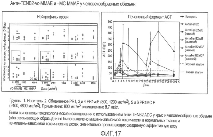 Антитела против tenb2, сконструированные с цистеином, и конъюгаты антитело - лекарственное средство (патент 2505544)