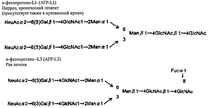 L-фукоза α1→6 специфичный лектин (патент 2524425)